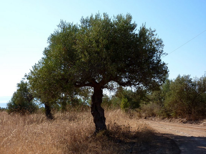 Die Ölbäume und die Oliven in Koroni | Olivenbaum